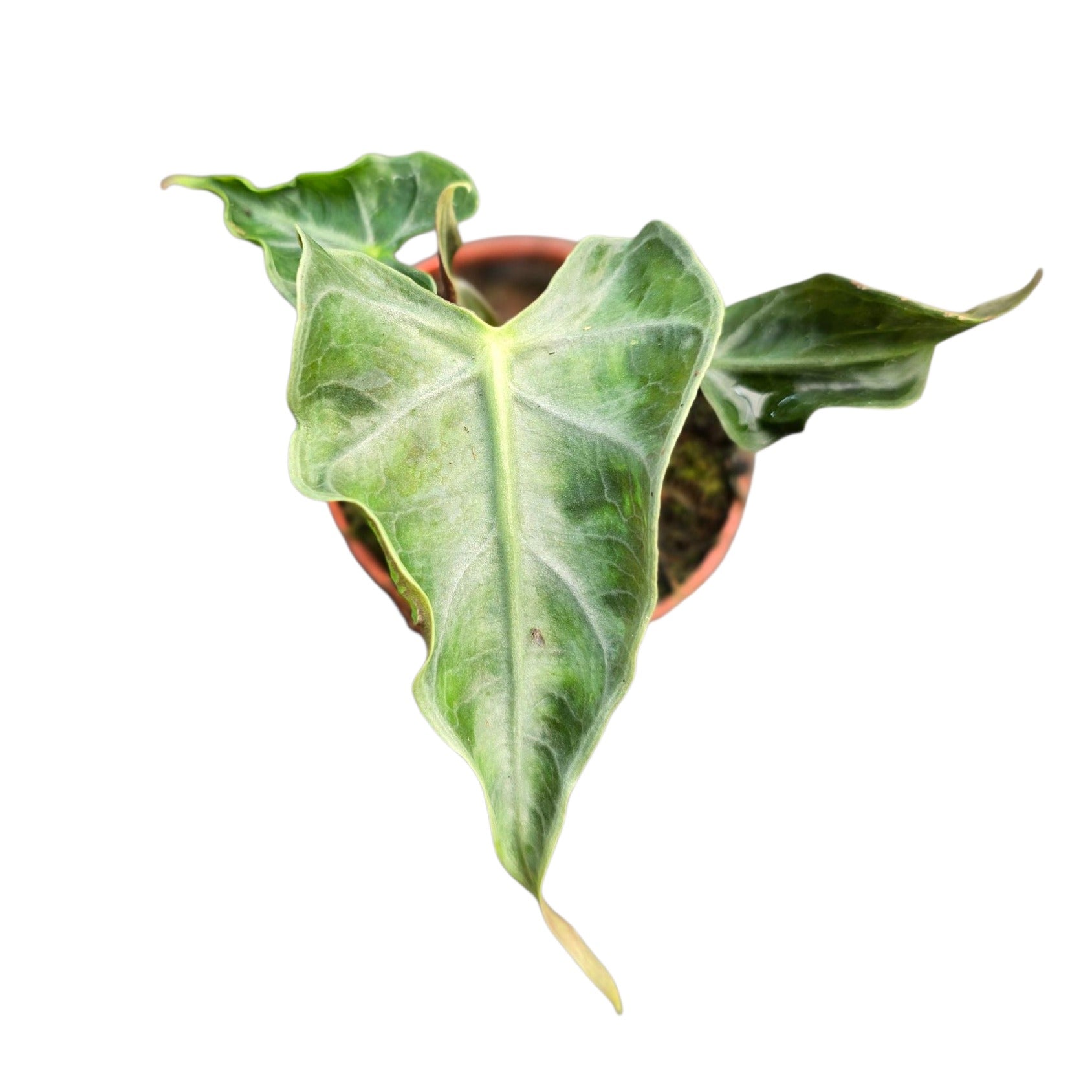 Alocasia amazonica 10cm 7cm Pot