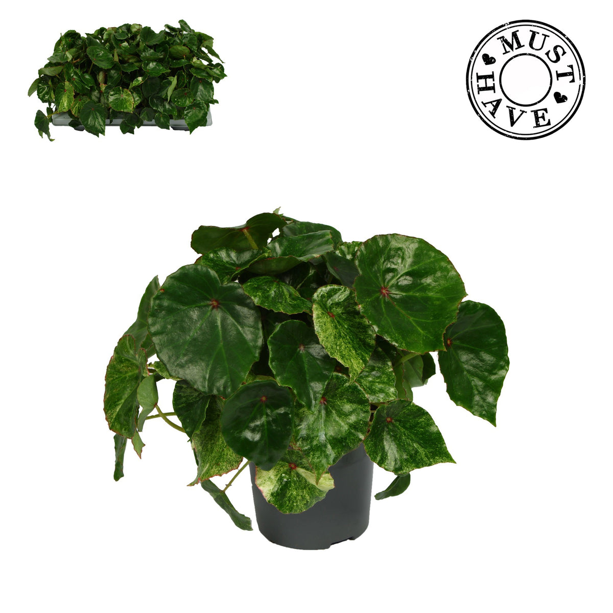 Begonia Rouge Variegated 30cm 13cm Pot