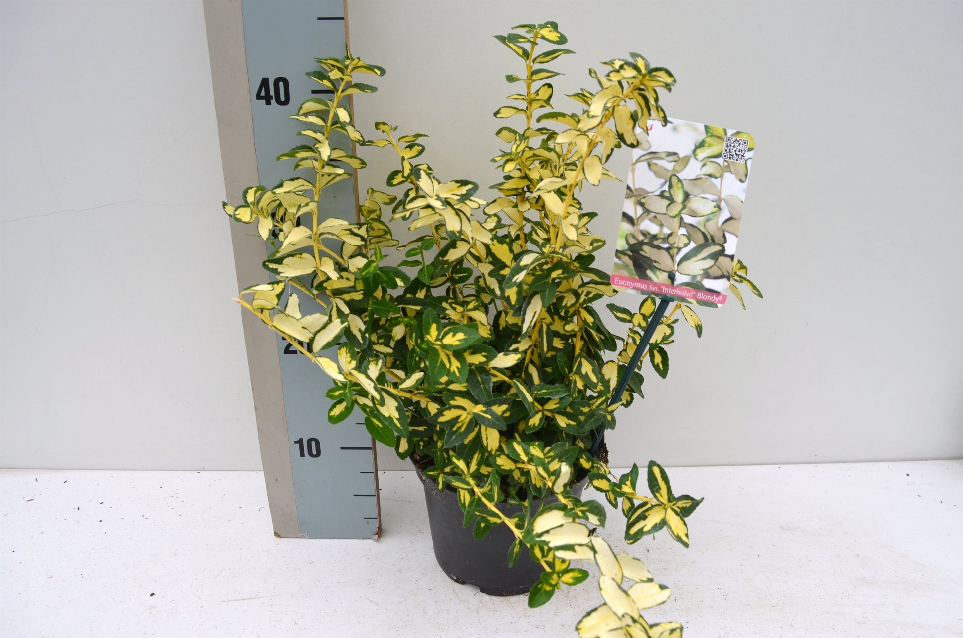 Roessel Tuinpl. VOF, B. v. Euonymus Blondy Pack of 6