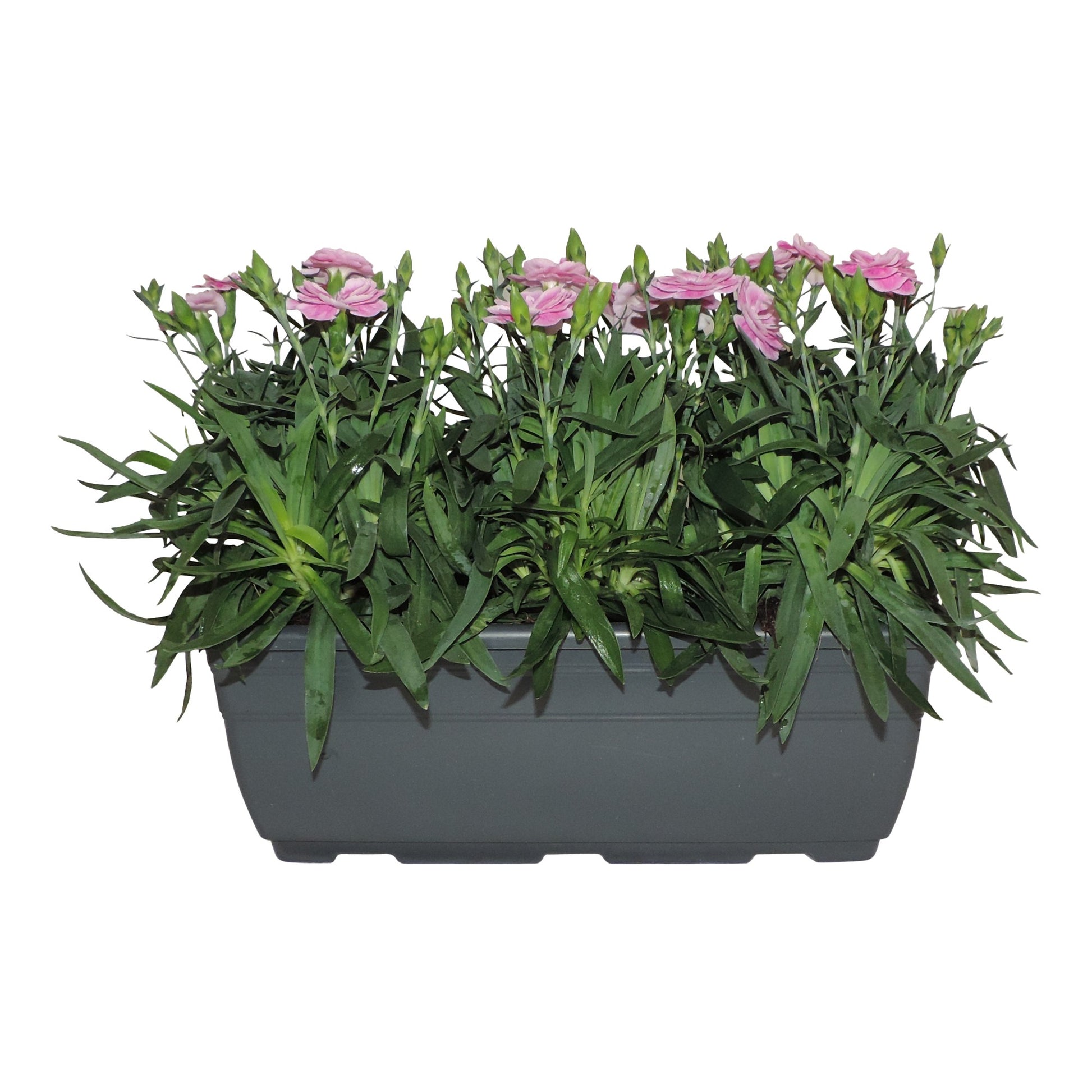 Dianthus Oscar Pink 20cm 27cm Pot