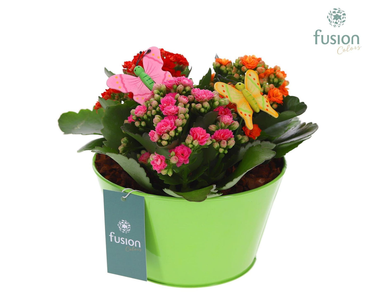 Fusioncolors BV Zinken schaal diverse kleuren met Kalanchoe en vlinders Pack of 4