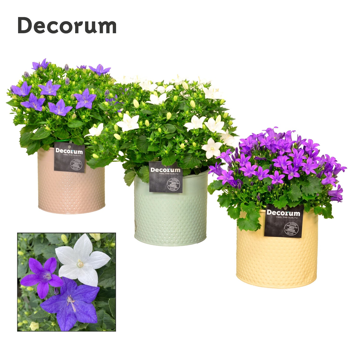 Campanula Hybrid 17cm 14cm Pot