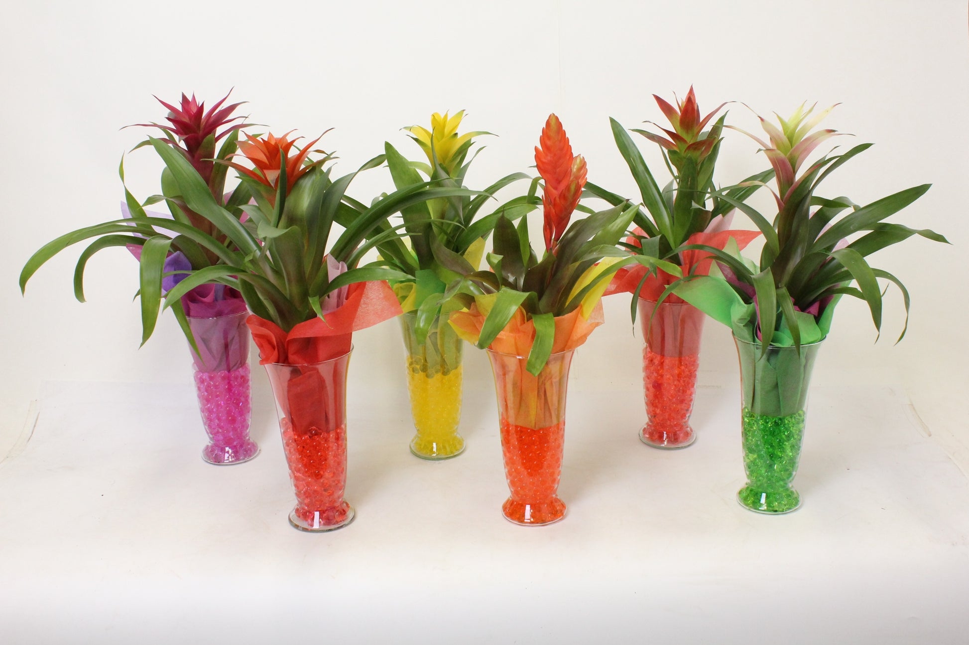 Bromelia mix 55cm 14cm Pot