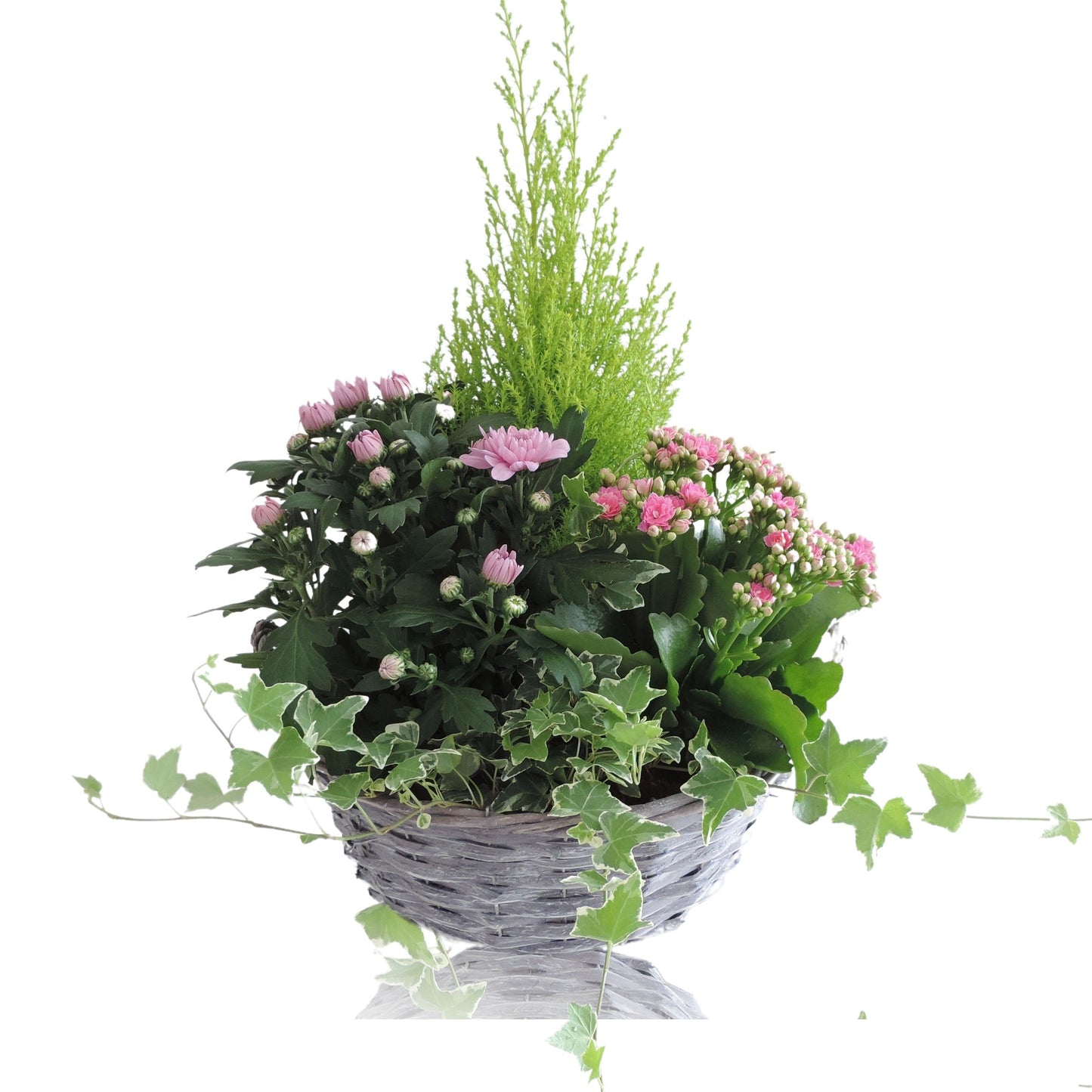 Outdoor arrangement 55cm 29cm Pot
