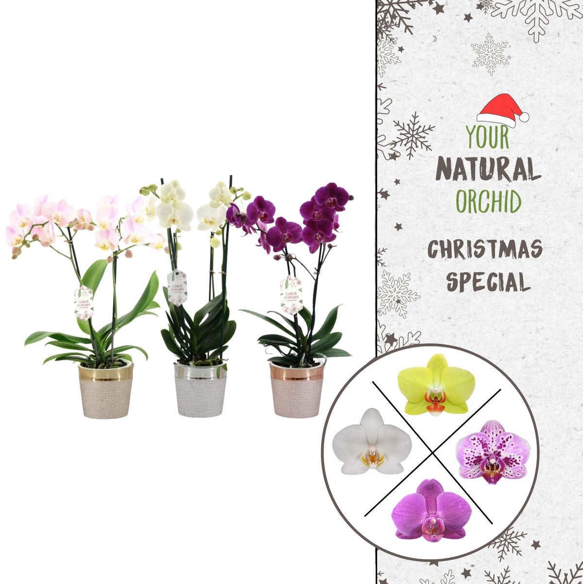 Phalaenopsis mix 45cm 12cm Pot