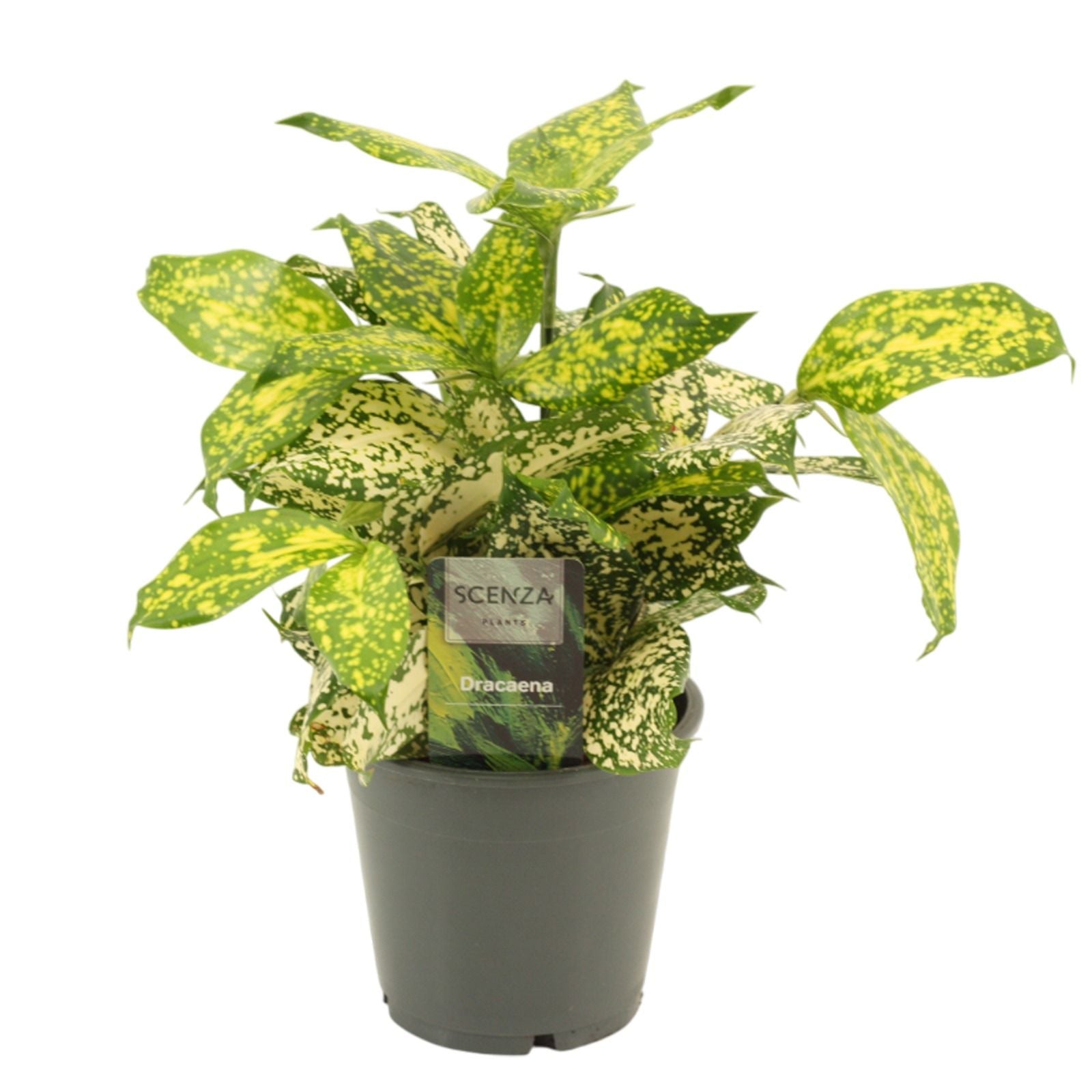 Dracaena surculosa Florida Beauty 30cm 12cm Pot