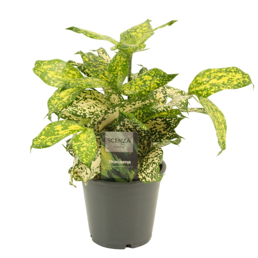 Dracaena surculosa Florida Beauty 30cm 12cm Pot