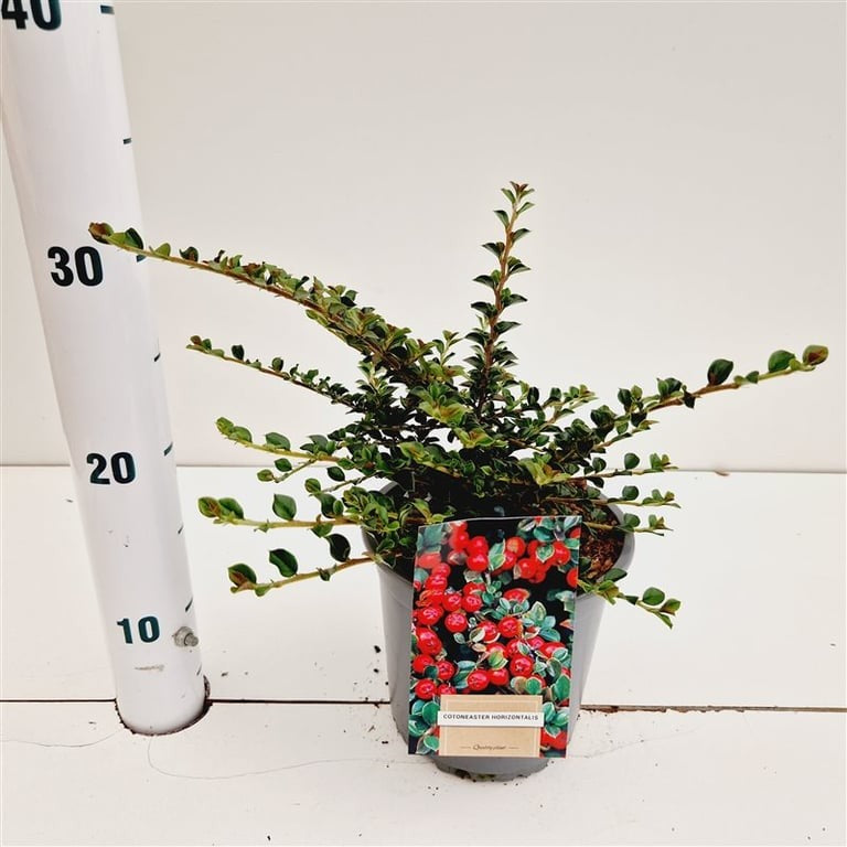 Cotoneaster horizontalis 25cm 15cm Pot