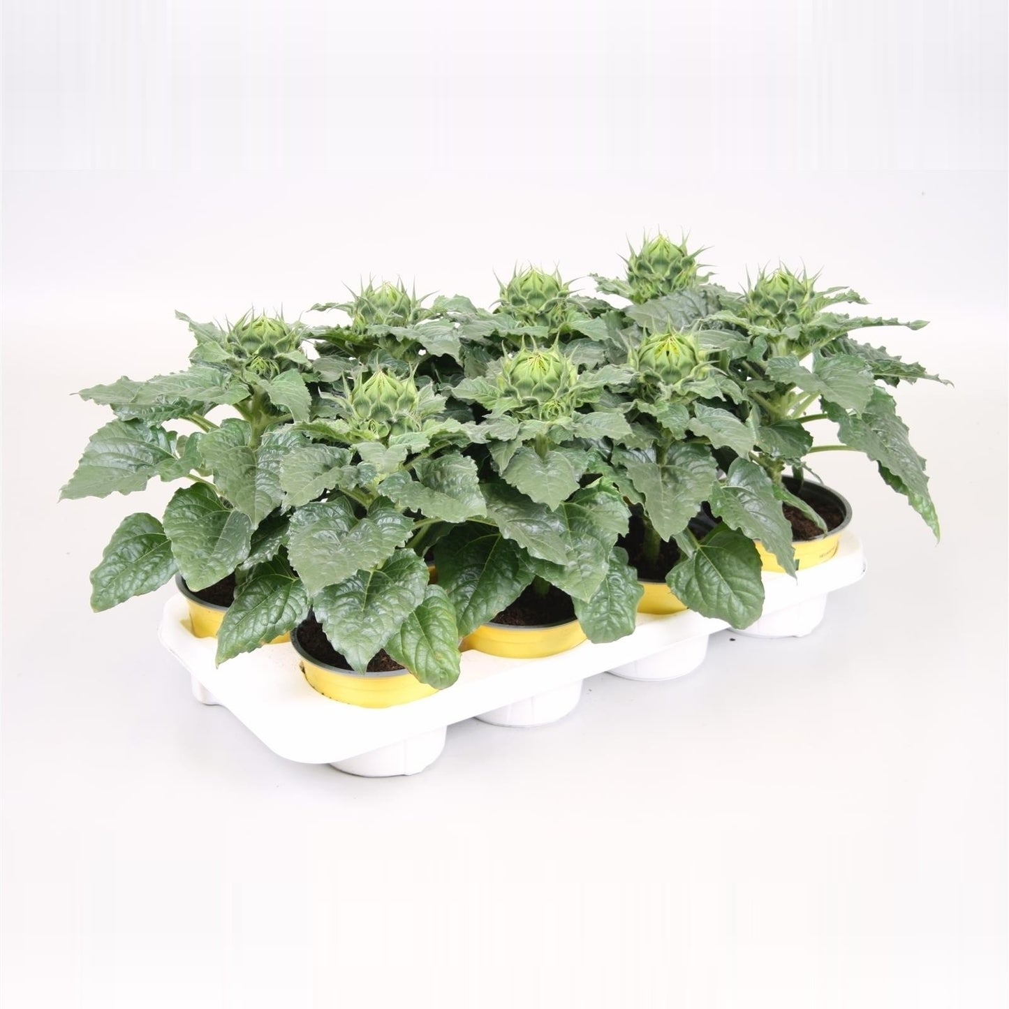 Helianthus ann. Sunsation 30cm 13cm Pot