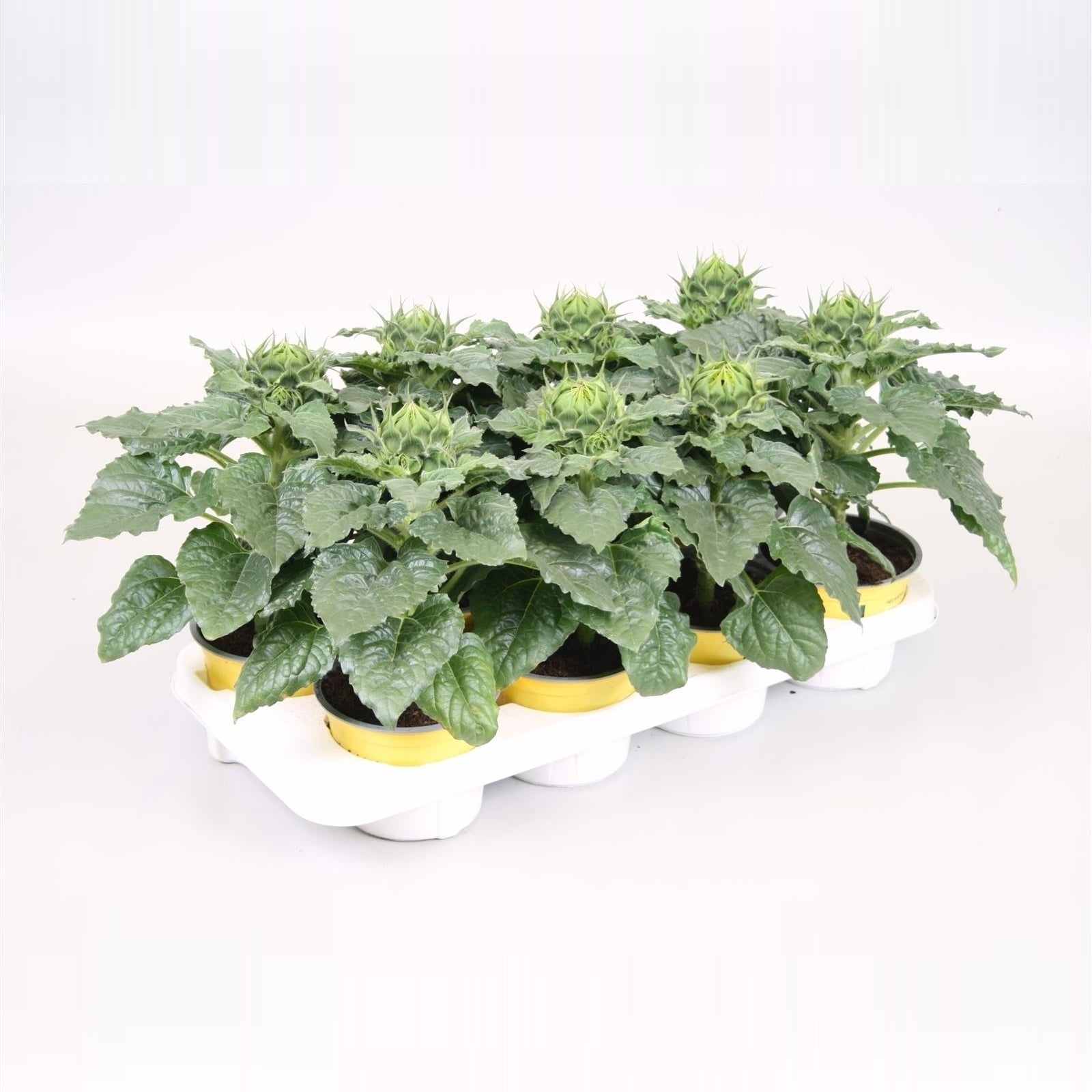 Helianthus ann. Sunsation 30cm 13cm Pot