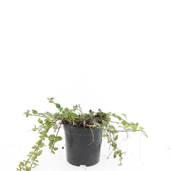 Vinca minor 10cm 14cm Pot