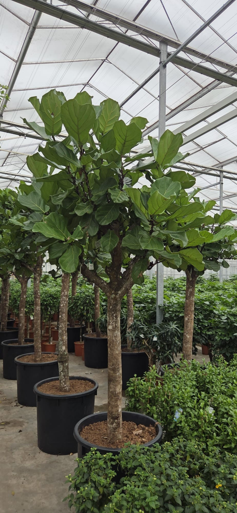 Ficus lyrata 350cm 70cm Pot