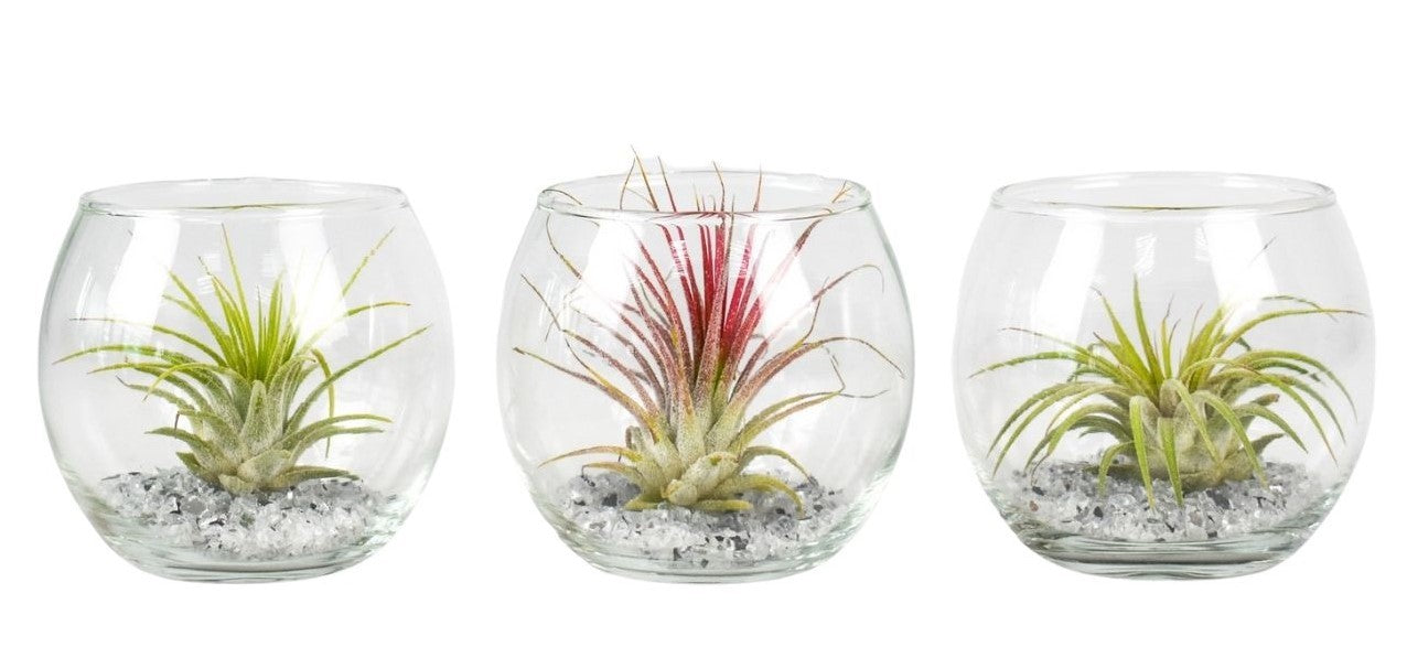 Corsaplant Tillandsia cyanea Pack of 9