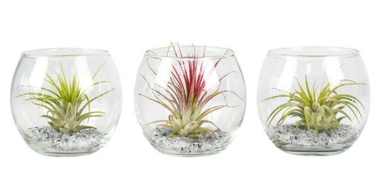 Corsaplant Tillandsia cyanea Pack of 9
