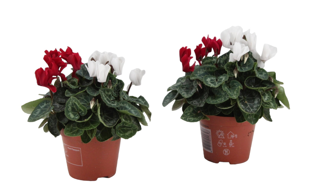 Cyclamen Verano Mix 18cm 9cm Pot