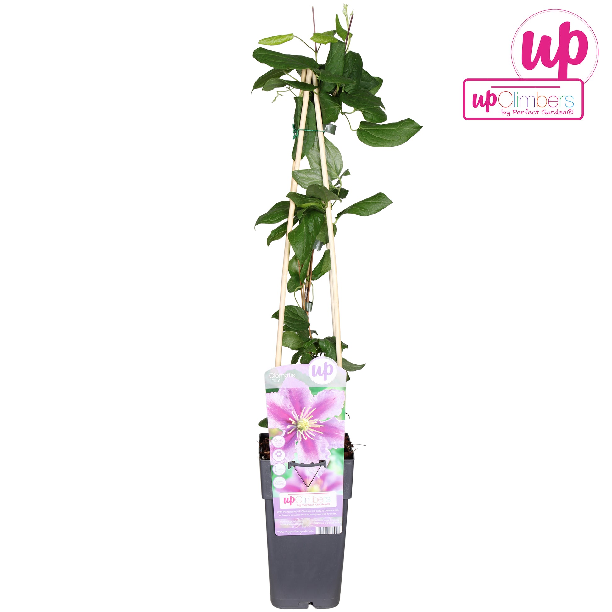 Clematis Piilu 65cm 15cm Pot