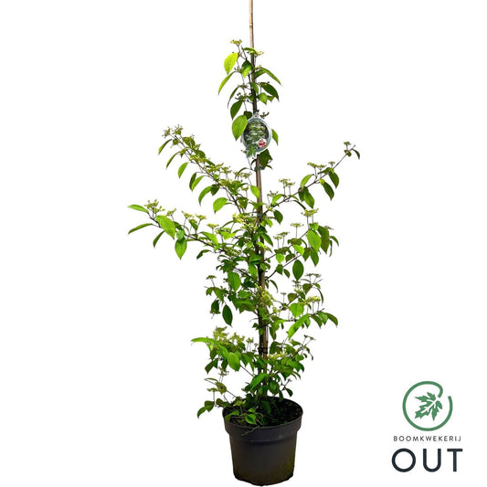 Viburnum plic. Kilimandjaro 170cm 29cm Pot
