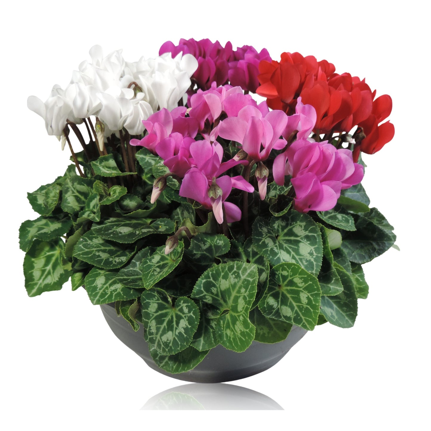 Cyclamen Verano 25cm 23cm Pot