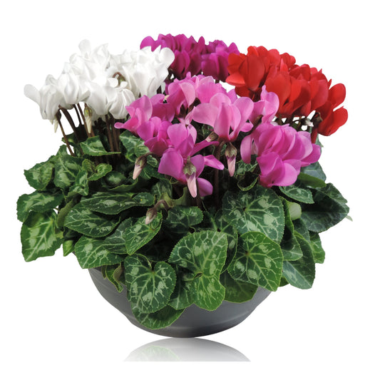 Cyclamen Verano 25cm 23cm Pot