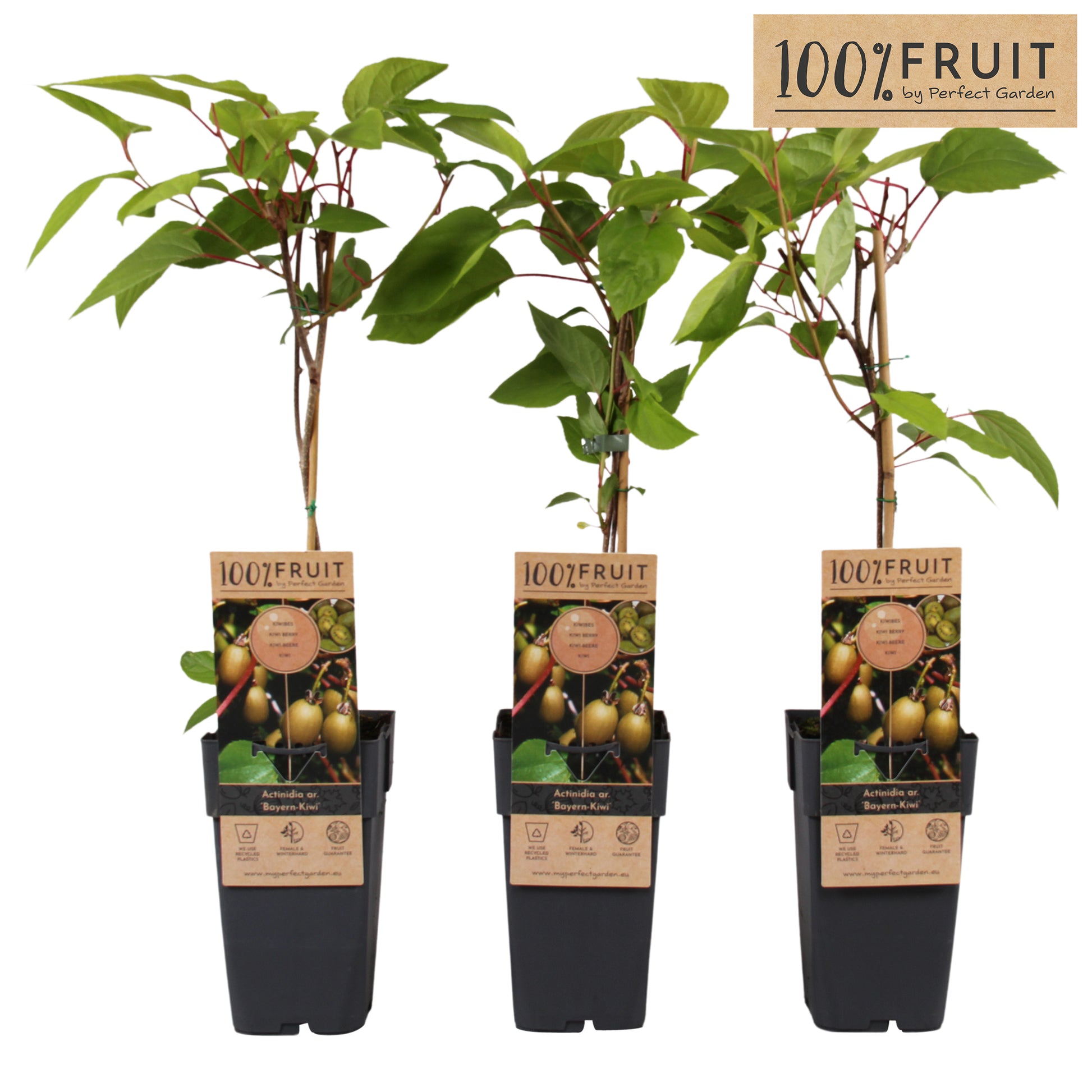 Actinidia arguta 65cm 15cm Pot