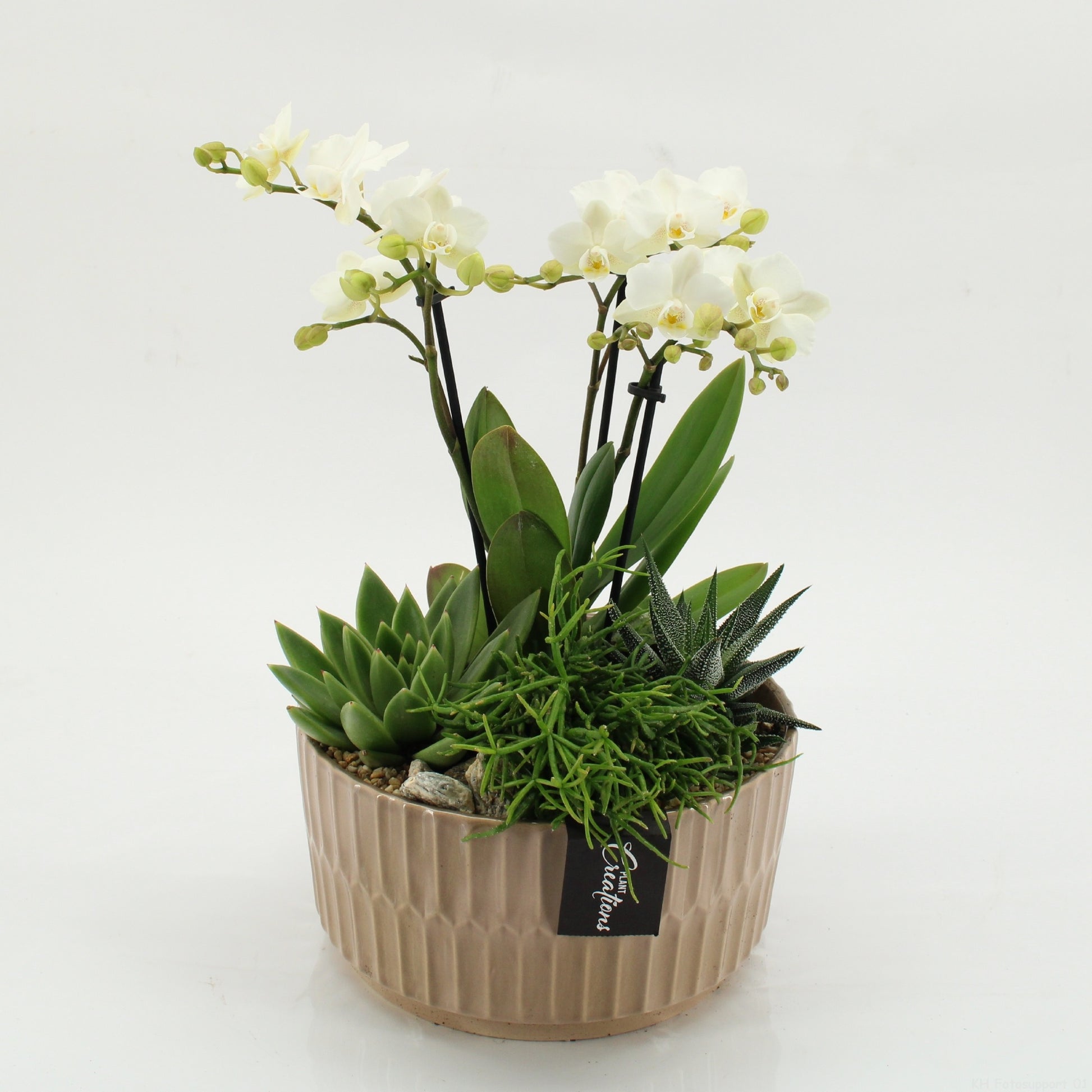 PHAL-2622W Phalaenopsis creatie 45cm 22cm Pot