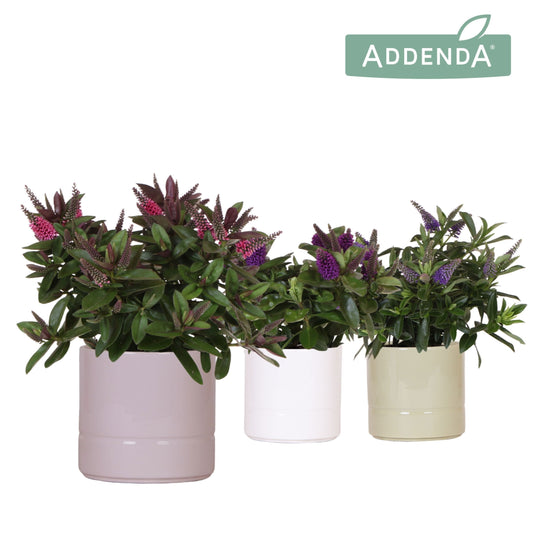 Hebe Hebedonna Alexa 30cm 12cm Pot