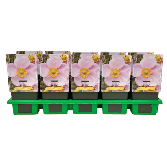 anemone-japonica-hybrids-25cm-11cm-pot