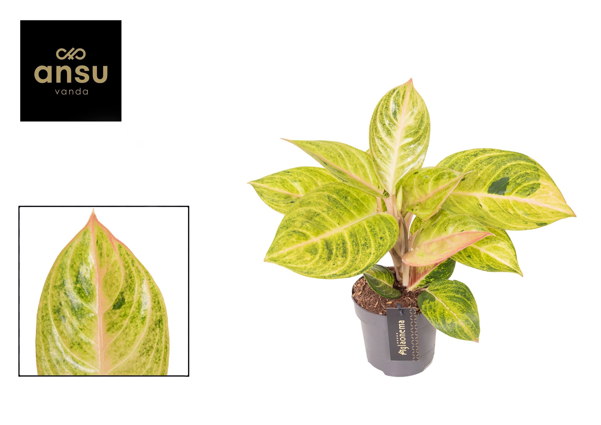 Aglaonema Hybrid 38cm 12cm Pot