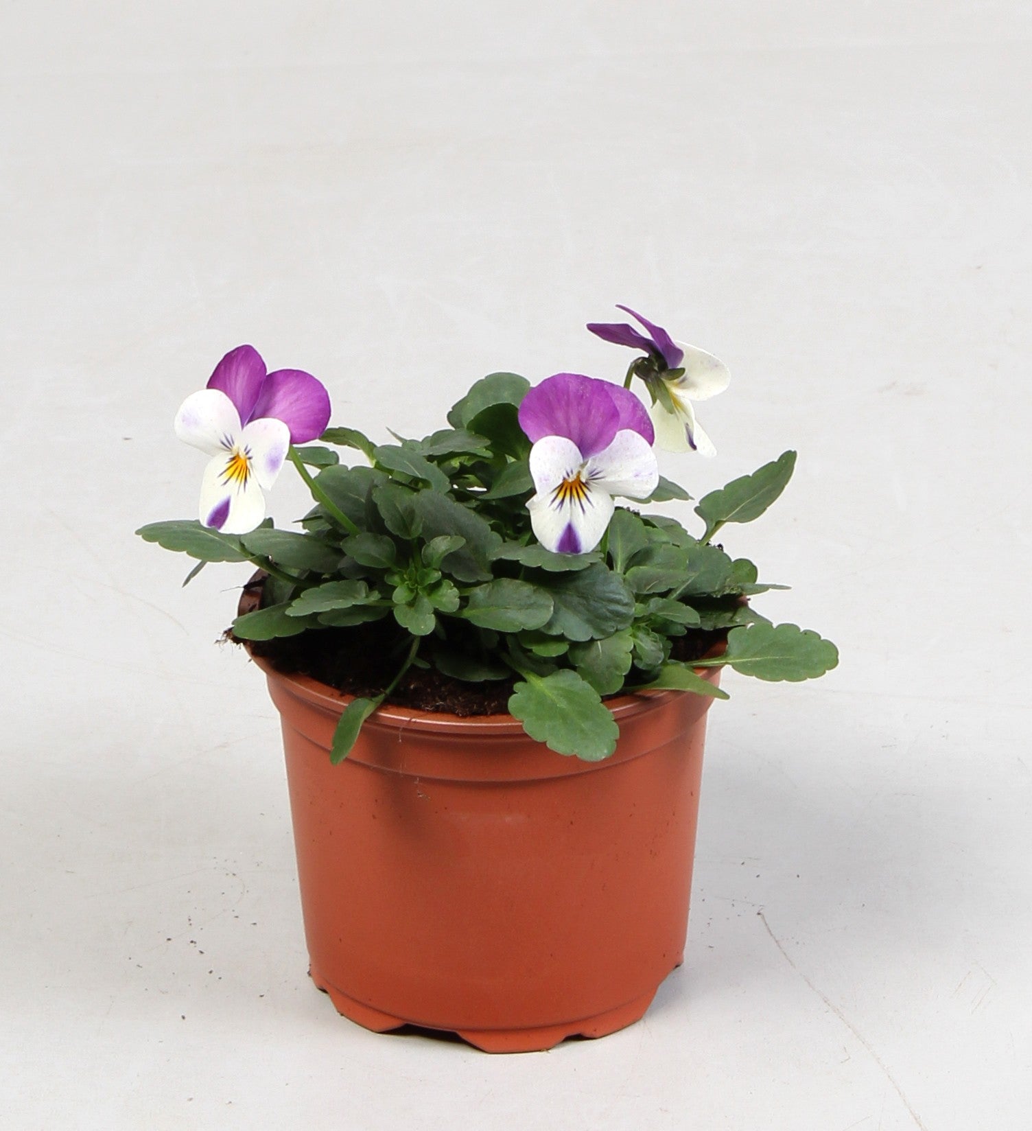 Viola Callisto Lilac 15cm 9cm Pot