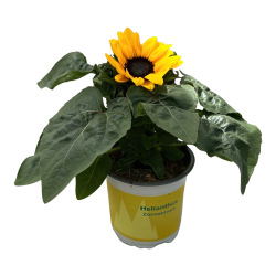 Helianthus ann. Petisol 20cm 510cm Pot