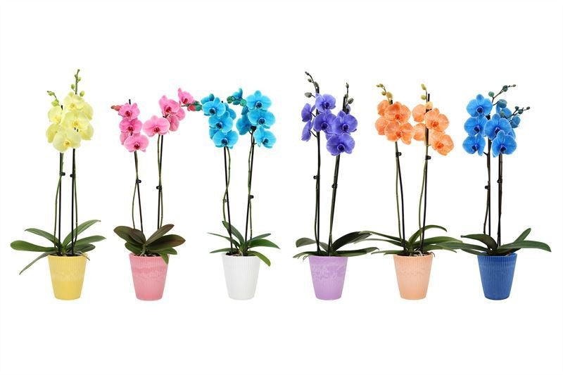 Phalaenopsis Hybrid 55cm 12cm Pot