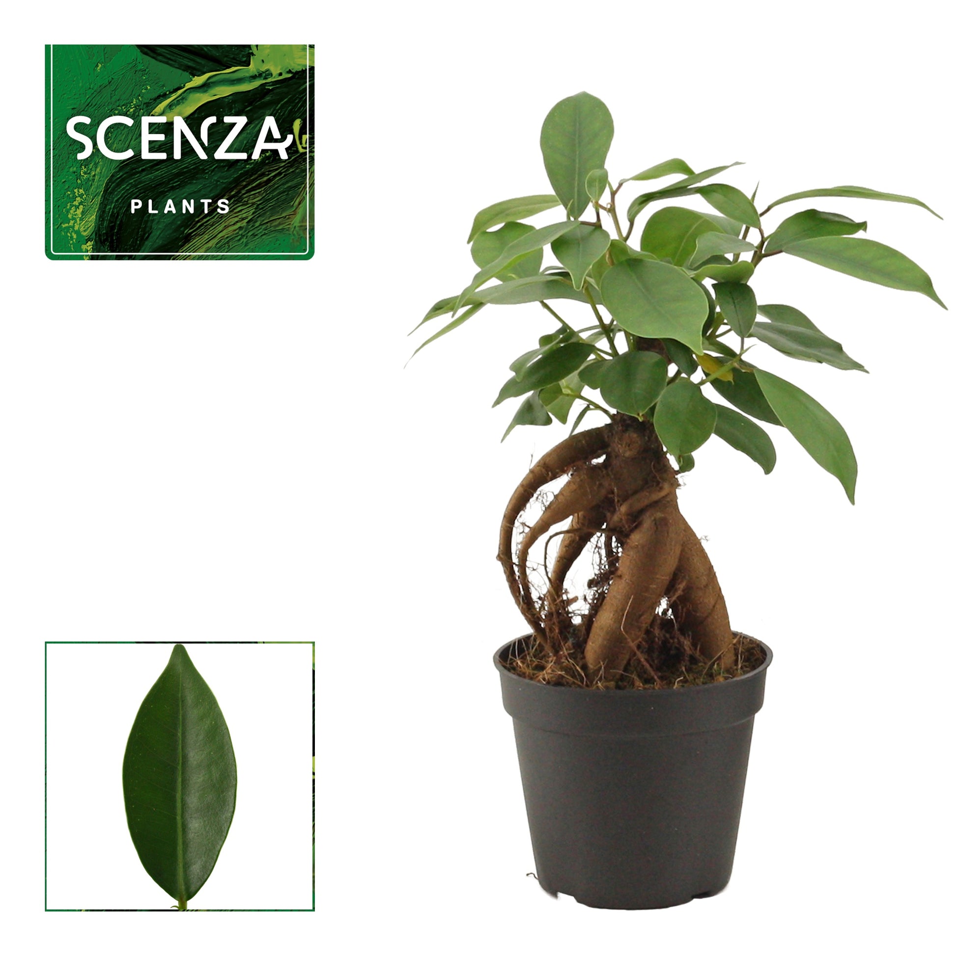 Ficus Ginseng 20cm 7cm Pot