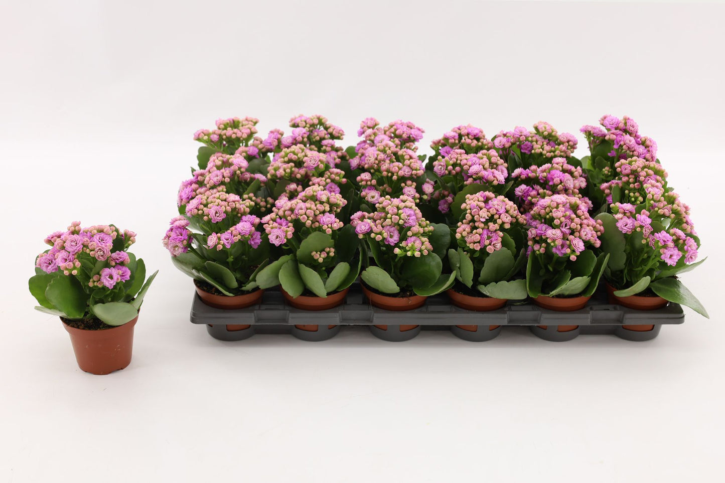 Vilosa Kalanchoe Zeta Lilac Pack of 18