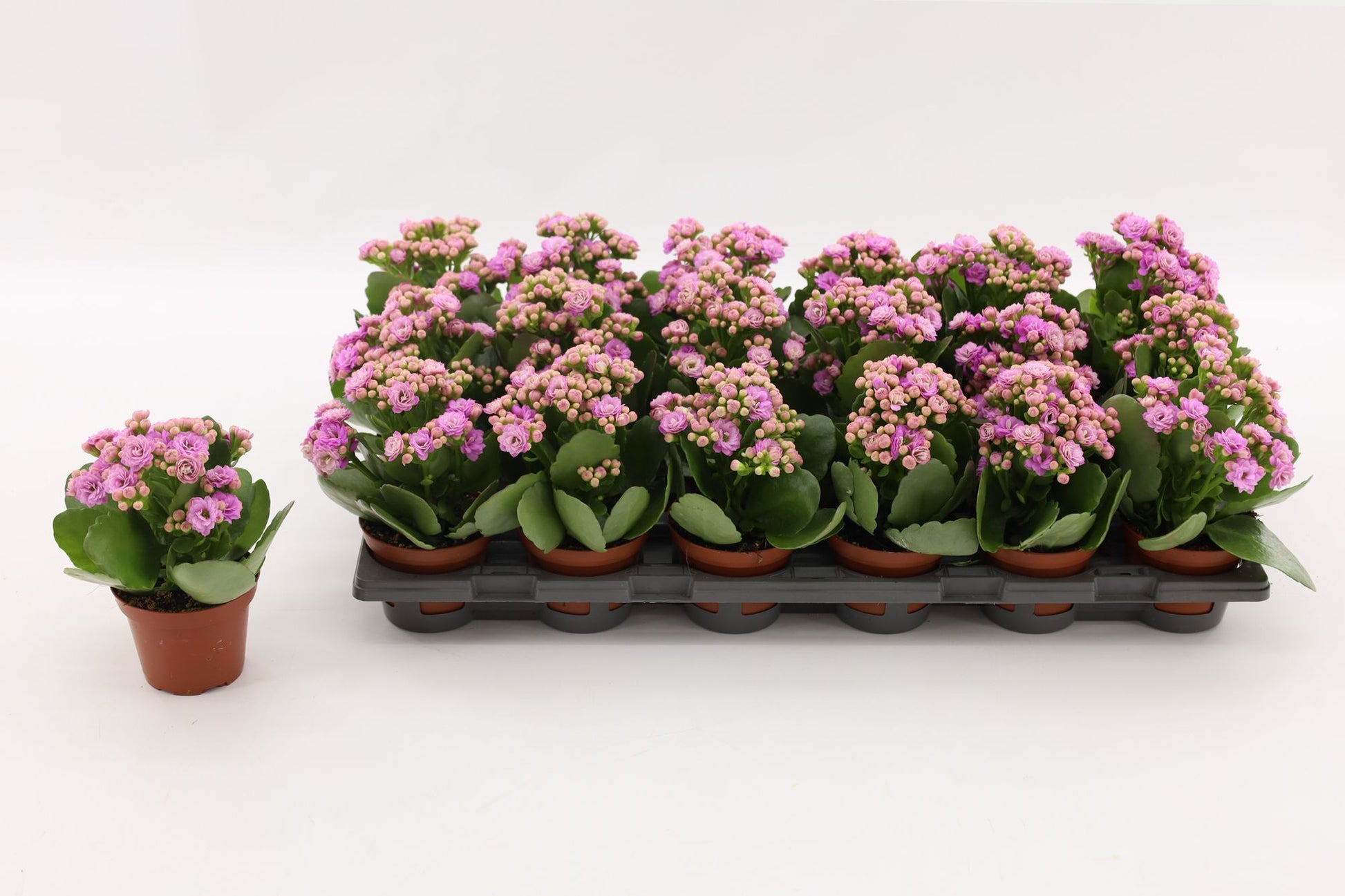 Vilosa Kalanchoe Zeta Lilac Pack of 18