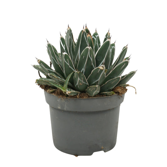 Agave victoriae-reginae 22cm 13cm Pot