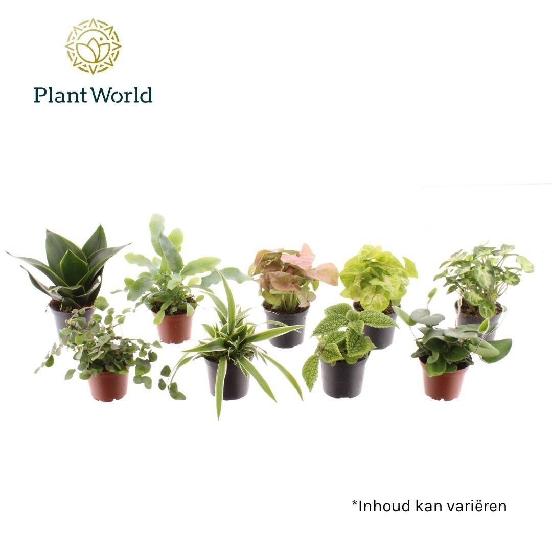 Keen on Green mix Florida 7 cm 15cm 7cm Pot