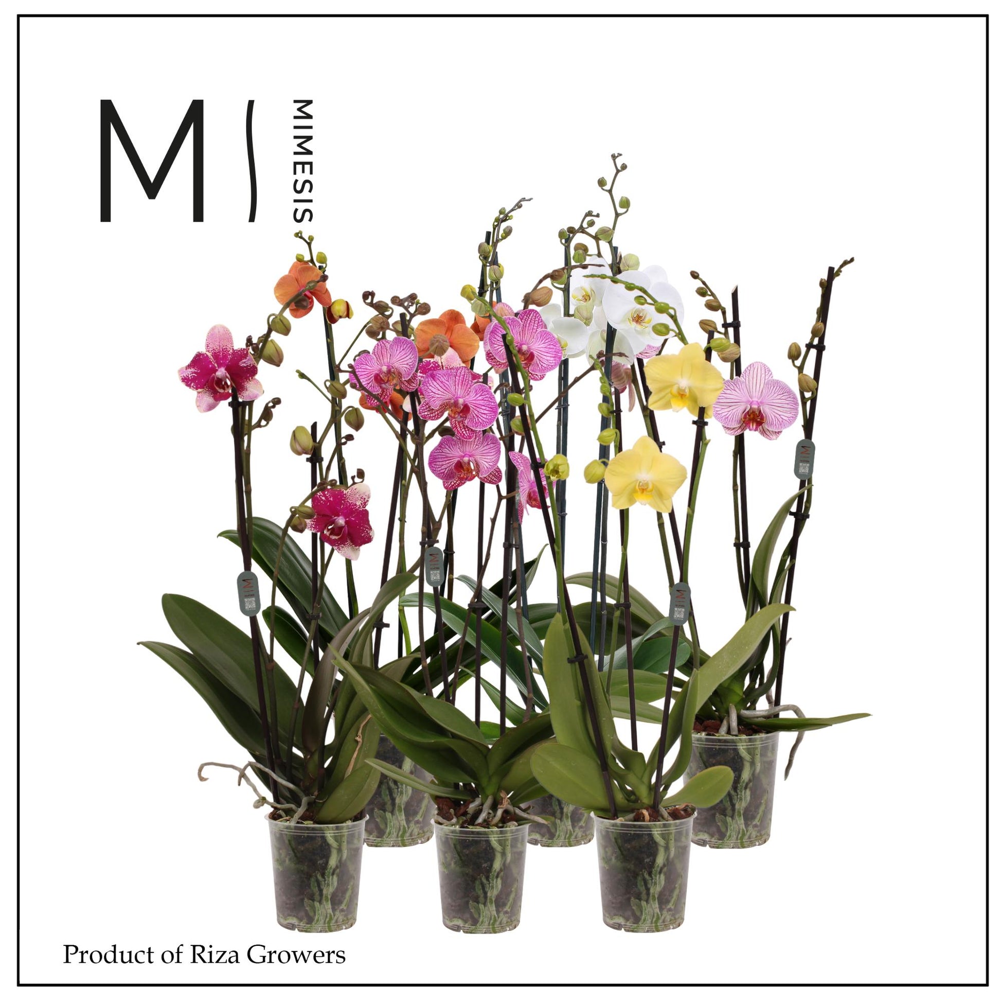 Phalaenopsis mix Mimesis 70cm 12cm Pot