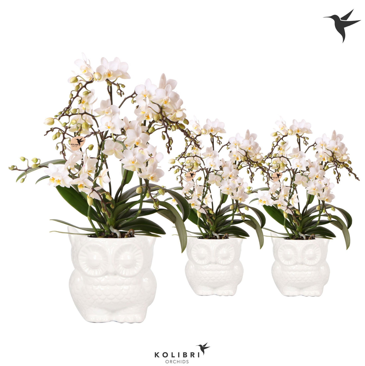 Phalaenopsis multiflora white 40cm 9cm Pot