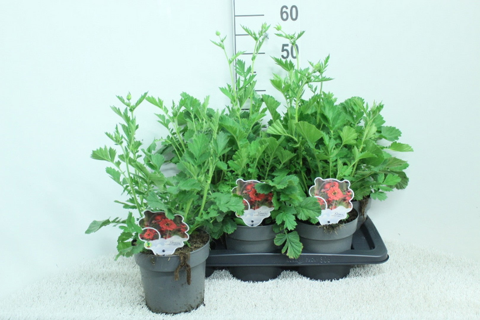 Geum Scarlet Tempest 55cm 17cm Pot