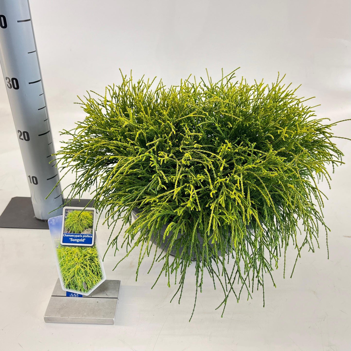 Chamaecyparis Sungold 40cm 33cm Pot