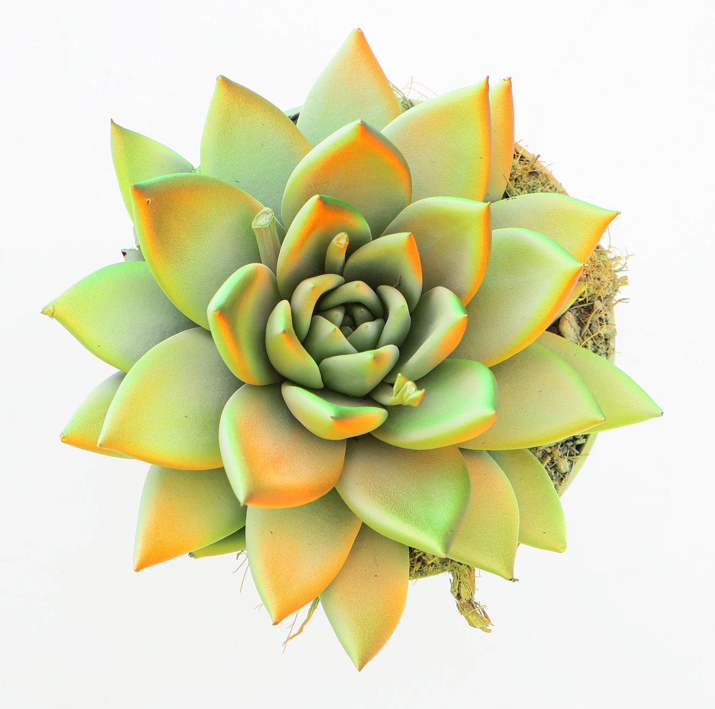 Euro Cactus Holland Bv Rainbow chameleon summer special Pack of 8