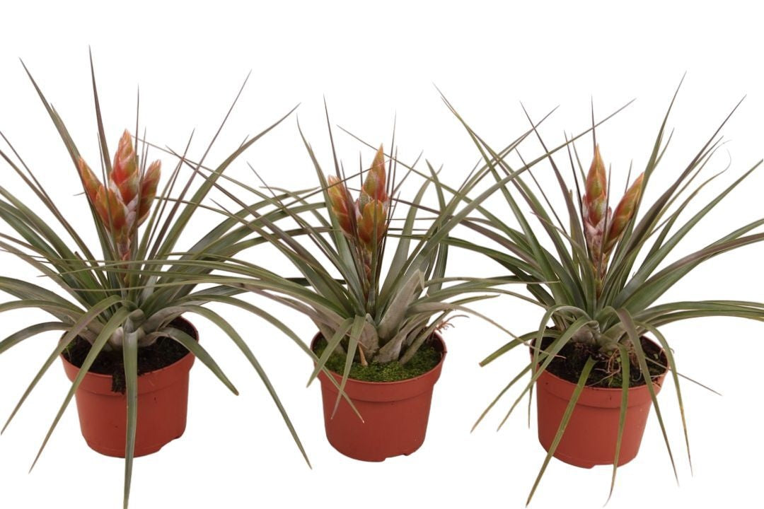 Tillandsia ionantha 40cm 12cm Pot