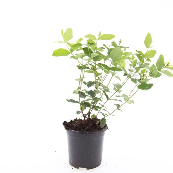 Hypericum inodorum 25cm 14cm Pot