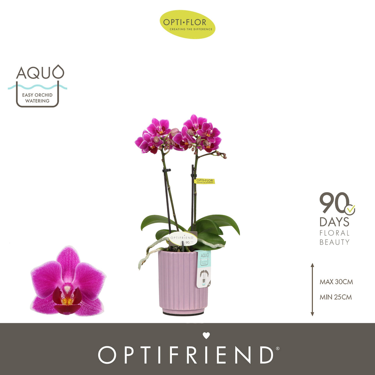 Phalaenopsis Purple 25cm 7cm Pot