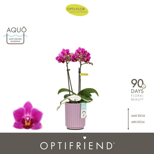 Phalaenopsis Purple 25cm 7cm Pot