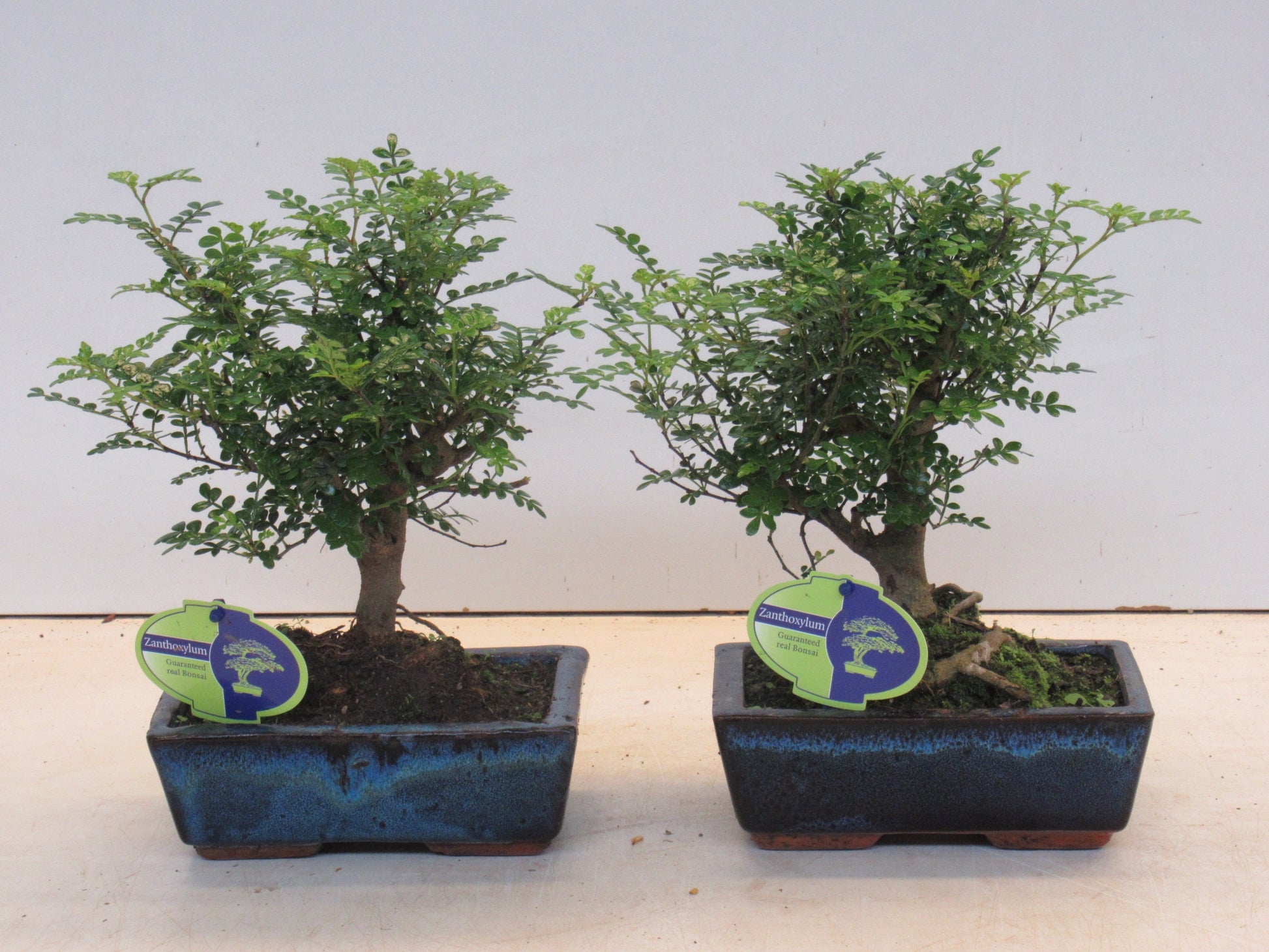 Lodder Bonsai BV Zanthoxylum piperitum Pack of 6