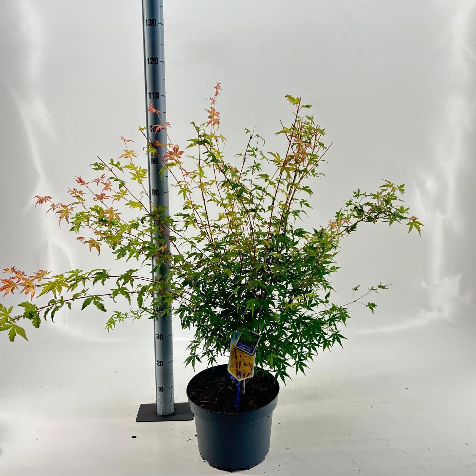 Acer Sangokaku 150cm 29cm Pot