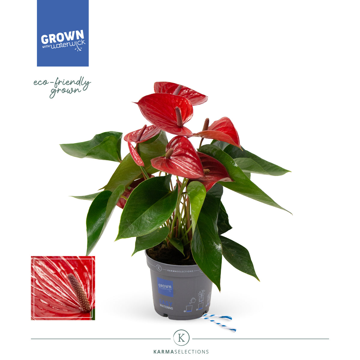 Anthurium Picanta Red 55cm 17cm Pot