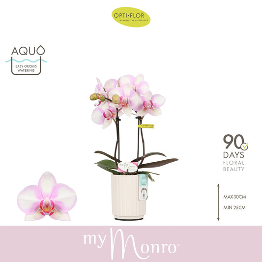 Phalaenopsis pink 25cm 7cm Pot