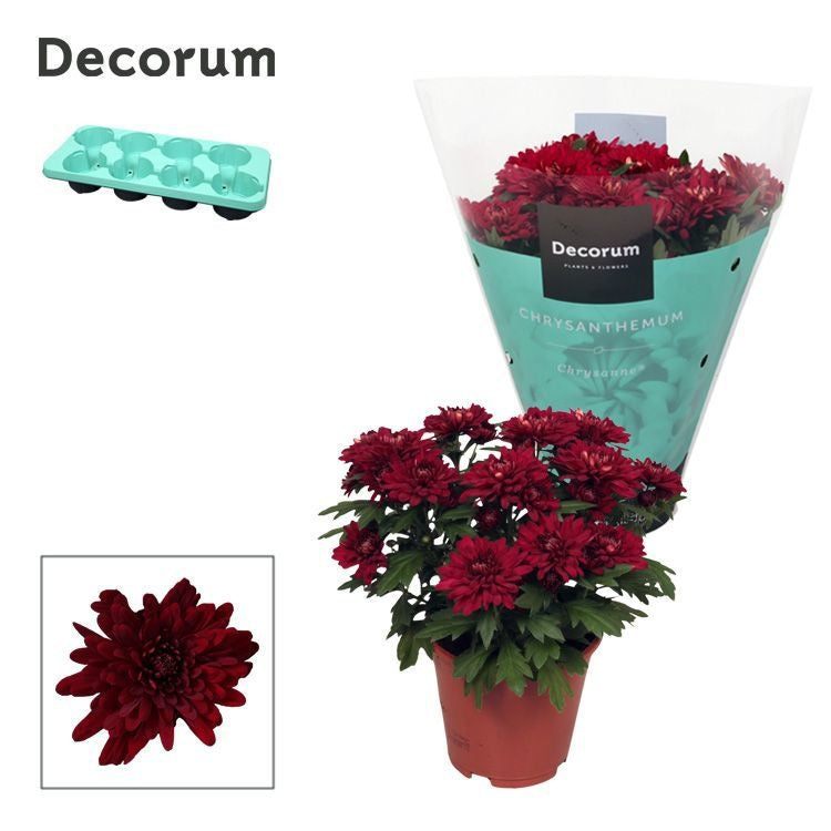 Chrysanthemum Grandezza red 25cm 13cm Pot